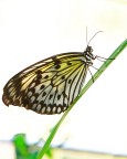 Farfalla Farfalla