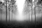mist mist