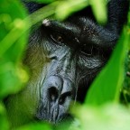 Bwindi Impenetrable Forest Nathional Park, Uganda

 Il grande maschio, il mastodontico Silverback in un primo piano tra le foglie.