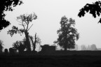autunno in bianco e nero autunno in bianco e nero