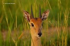 ANTILOPE ANTILOPE