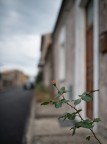 The Rose of the Street* The Rose of the Street*