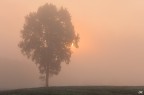 Misty Tree
