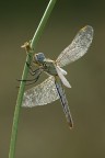 Libellula