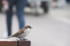 Passero osserva passanti