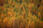 Autumnal colours Autumnal colours