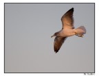 in volo