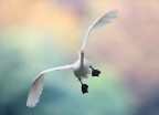 Swan Swan