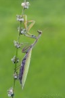 Mantis religiosa
