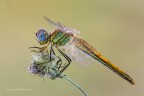 Sympetrum fonscolombii