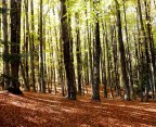 Passeggiata autunnale Passeggiata autunnale