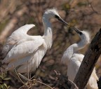 Camargue # 18 Camargue # 18