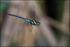 Aeshna mixta Aeshna mixta