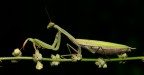 Mantis religiosa II