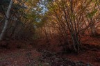 Bosco di Luce Bosco di Luce