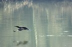 Cormorano in volo Cormorano in volo
