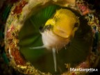 Blenny Blenny