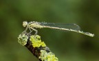 -Platycnemis pennipes f. -Platycnemis pennipes f.