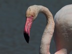 Camargue # 23