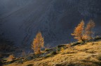 Larches Larches