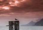 Bird in red Bird in red