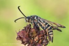 Ichneumoniformis Bembecia Ichneumoniformis Bembecia