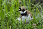 Corriere piccolo (Charadrius dubius) Corriere piccolo (Charadrius dubius)