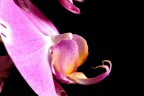 Orchidea Orchidea