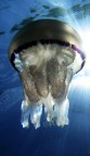 Rizosthoma pulmo Rizosthoma pulmo