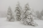 Prima Nevicata