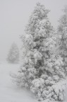 Prima Nevicata Prima Nevicata