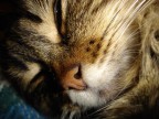 Vieni mio bel gatto.... (Baudelaire) Vieni mio bel gatto.... (Baudelaire)