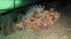 Scorpaena porcus