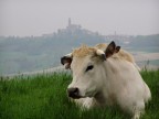 Toro delle Langhe Toro delle Langhe