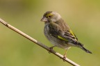 Verdone (Chloris chloris) Verdone (Chloris chloris)