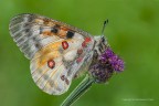 Farfalla apollo (Parnassius (Parnassius)