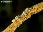 Shrimp on whip - Pontonnides ankeri
Gamberetti sel corallo, grandezz 0,3 mm

L'Indonesia � il pi� vasto arcipelago del mondo e le sue 17.000 isole si distendono tra l'Oceano Indiano e il Pacifico. Il Sulawesi � una di quelle isole. Lembeh � un canale che s'insinua tra la terraferma e un'isola da cui prende il nome.