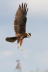 Falco di palude Falco di palude