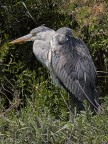 Camargue # 24 Camargue # 24