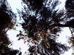 Fronde Fronde