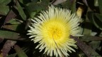 macro fiore macro fiore