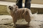Cappotti per cani Cappotti per cani