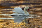 cigno cigno