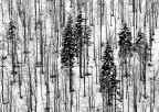 Bosco d'inverno Bosco d'inverno