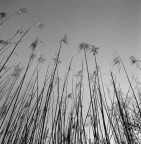 Hasselblad 500 c/m 
Distagon 50 f11 
Kodak Tmax400 
HC-110 - 5,30 min - 24�C