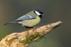 Cinciallegra Cinciallegra