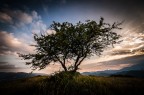 l'albero l'albero