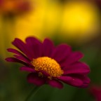 nikon d90 105 macro f 4 ISO 200 640s