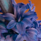 nikon d800 105 macro f22 ISO 400 0,5s