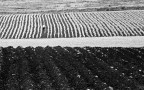 Solitario in campagna